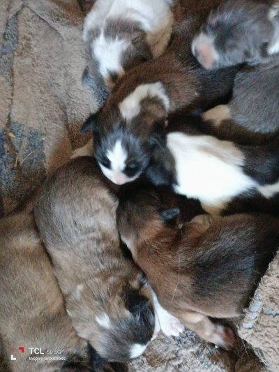 cachorros