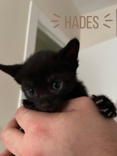 Hades