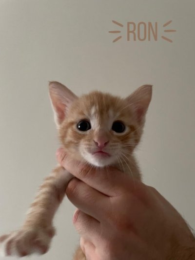 Ron