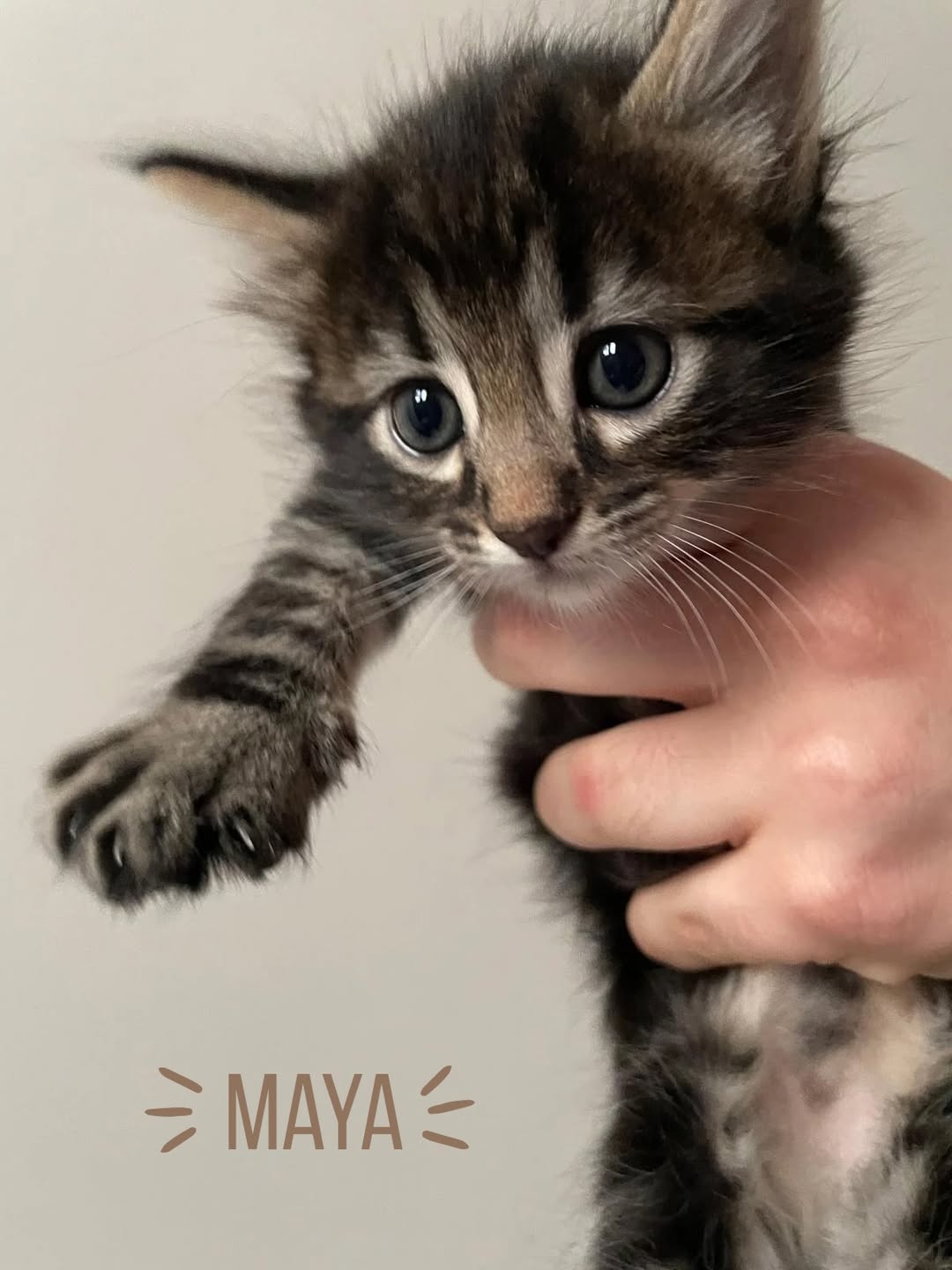 Maya